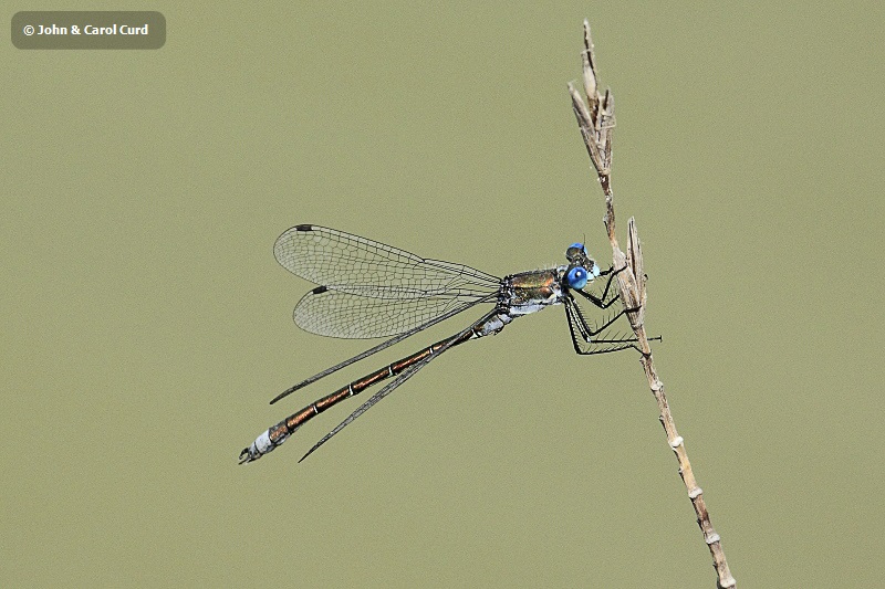 _MG_2294 Robust Emerald.JPG